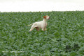 Pedigree ALFA DU CODERC DE LA PALUE Pedigree ALFA DU CODERC DE LA PALUE